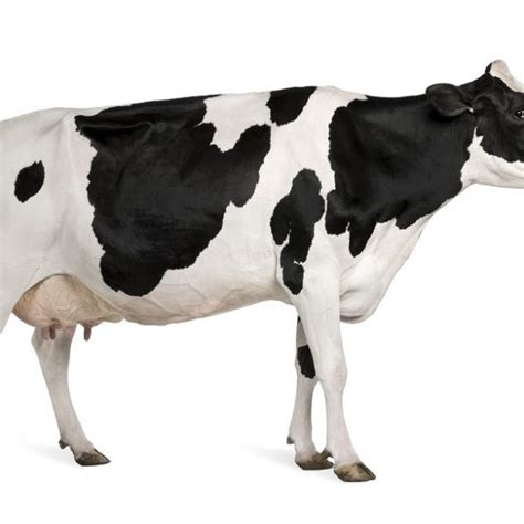 Holstein Cow - ACOR Sp z o.o