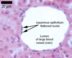 Epithelia: The Histology Guide