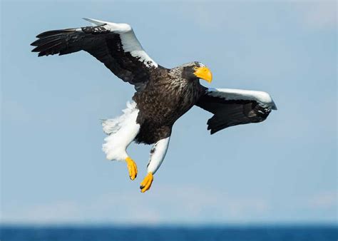 9 Largest Eagles in the World: Biggest by Weight, Length, Wingspan ...