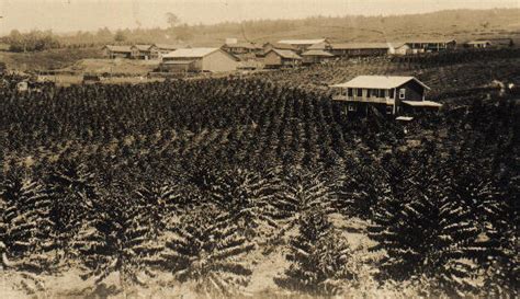 ~ Konawaena High School Road ~ — Kona Historical Society