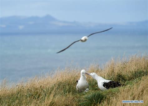 Northern Royal albatrosses chicks hatched in Dunedin, New Zealand