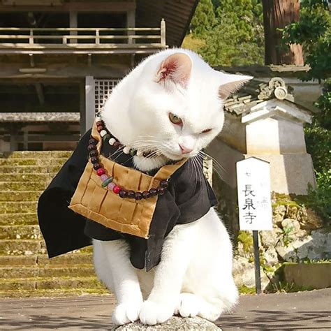 À Kyoto, il existe un temple dédié aux chats où vous êtes accueilli par des "moines" à 4 pattes