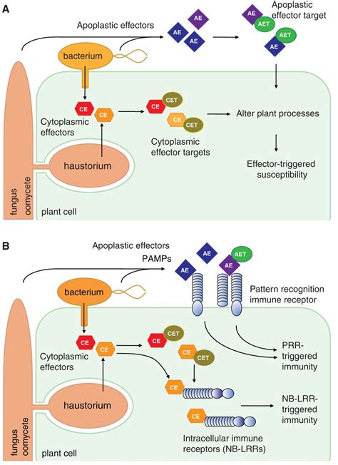 Effector Biology of Plant-Associated Organisms: Concepts and Perspectives