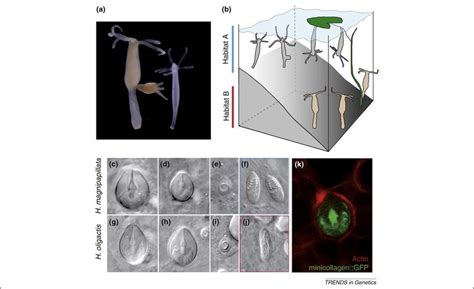 Representatives of the genus Hydra differing morphologically and... | Download Scientific Diagram