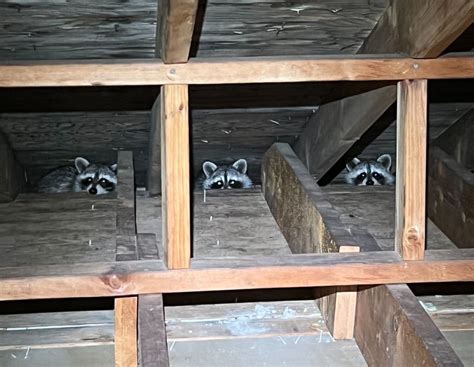 5 Tips On How To Get Rid Of Raccoons In Your Attic - Master Attic