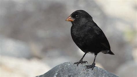 Darwin's Galapagos Finch - an icon of evolution at the Galapagos Islands