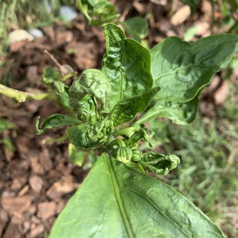 Bell Pepper Plant Leaves Curling Up - Garden Plant