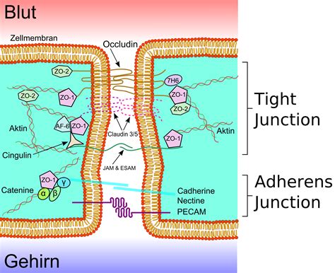 Junctional Adhesion Molecule