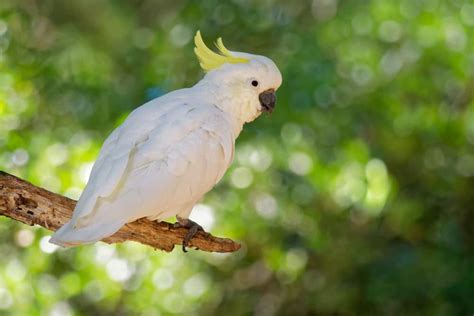 Cockatoo Symbolism: 7 Spiritual Meanings of Cockatoo