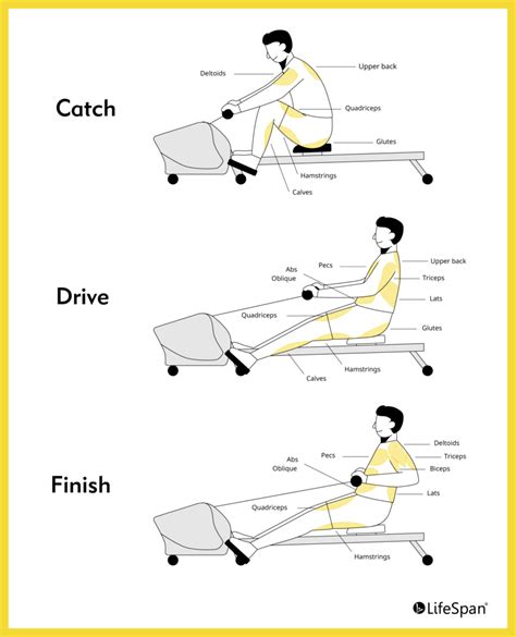 88 Comfortable Will a rowing machine build leg muscle | Fitness and Gym ...