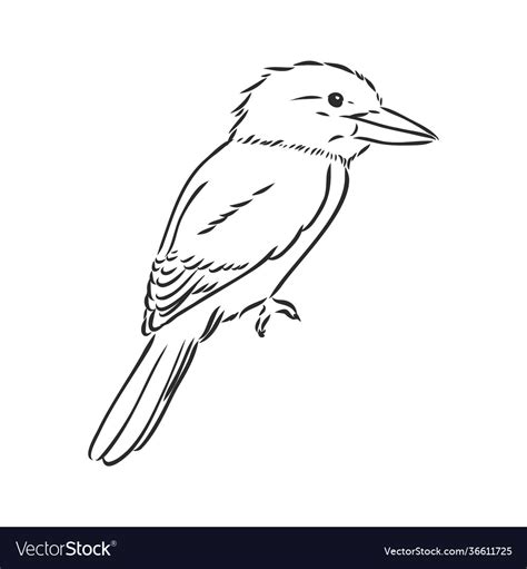 Black outlined kookaburra bird- drawing Royalty Free Vector