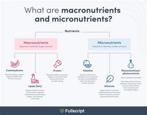 What Are Macronutrients & Micronutrients? in 2021 | Micronutrients ...