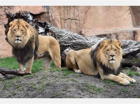 Brookfield Zoo Gets Lions Again | La Grange, IL Patch