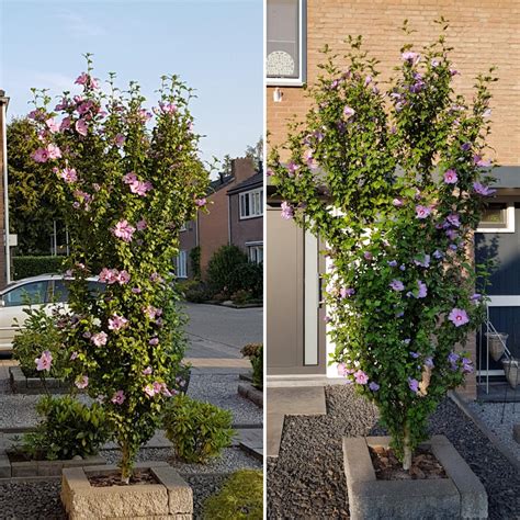 Pruning advice for a hibiscus appreciated : gardening