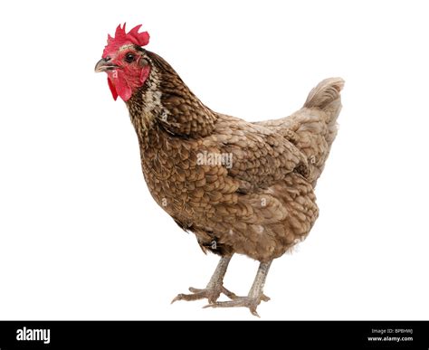 Chicken Cut Out. Blue Laced Red Wyandotte Hen on a White Background Stock Photo - Alamy