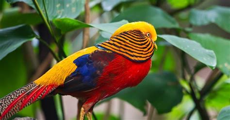 21 Types of Colorful Birds - A-Z Animals