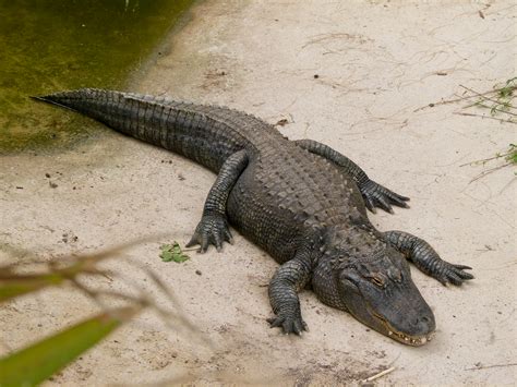 File:Alligator mississippiensis - Oasis Park - 04.jpg