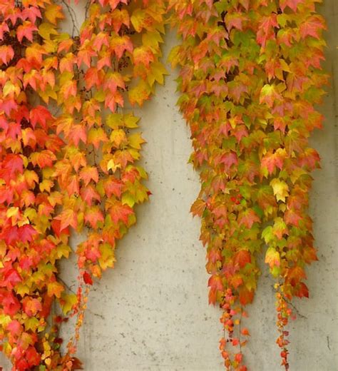 TWO 2 Boston Ivy Colorful Fall Foliage Fast Growing Plants Live Plant ...