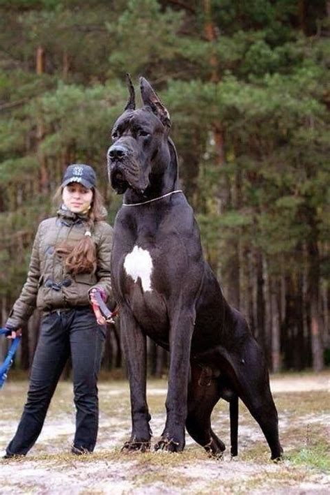 largest dog in the world hercules - Google Search (With images) | Giant ...