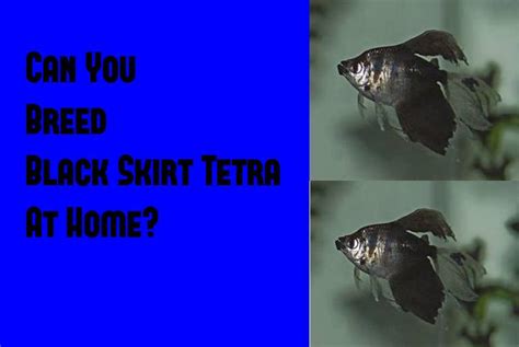 Breeding Black Skirt Tetra At Home: A Step-by-Step Guide