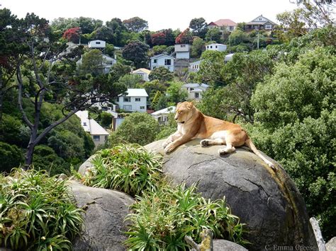 Feeding a Lion at Wellington Zoo - an experience I'll never forget - Adventures of a London Kiwi