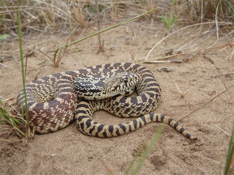 Gopher Snake (Pituophis catenifer) - Minnesota Amphibian & Reptile Survey