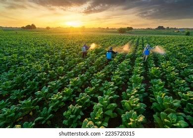 Agriculture Tobacco Farming Teamwork Farmers Fertilizing Stock Photo 2235720315 | Shutterstock