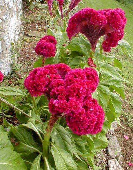 A. Perri Farms: COXCOMB