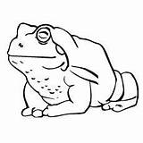 Frog Coloring Pages Simple / You Can Learn More About The Life Cycle Of  sketch template