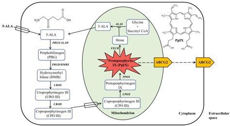 Bioengineering | Free Full-Text | 5-Aminolevulinic Acid as a Theranostic Agent for Tumor ...