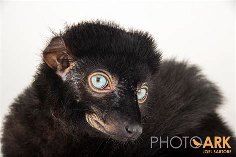 Lemur supermodels strike a pose for Photo Ark project - Duke Lemur Center