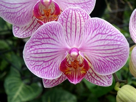 Phalaenopsis Brother Stripes