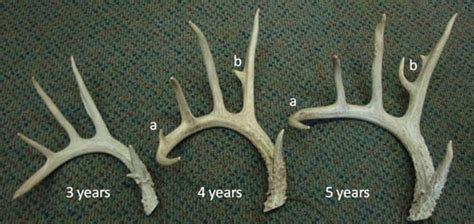 Deer Antler Growth Chart: A Visual Reference of Charts | Chart Master