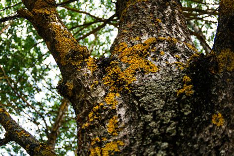 How to Treat Common Tree Fungus in DFW - Gecko Green