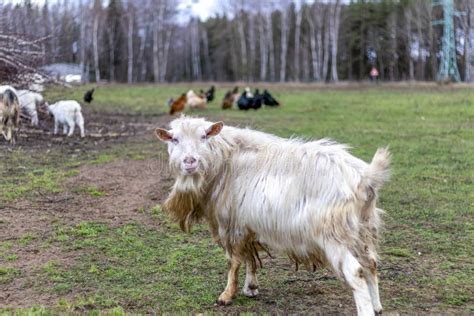 The Domestic Male Goat Called Buck or Billy on the Green Agricultural ...