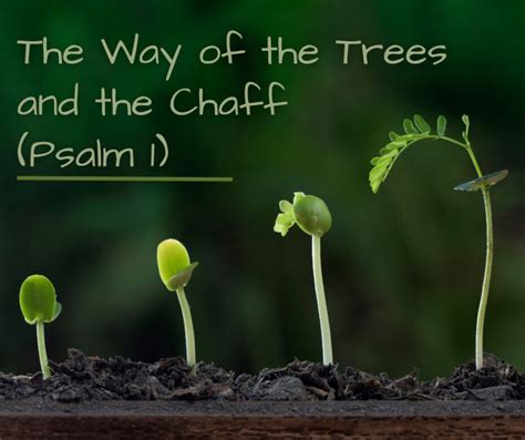 The Way of the Tree and the Chaff (Psalm 1:1-4) – Grace Evangelical Society