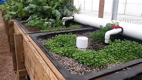 Aquaponic grow beds - YouTube