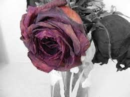 Image result for wilting rose tattoo | Wilted rose, Rose, Pretty roses