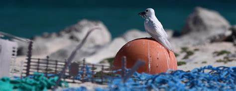 VIDEO: Spotlighting the Threat Marine Debris Poses to Wildlife in Papahānaumokuākea | National ...