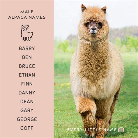 170+ Adorable Alpaca Names (Best, Funny, and Unique) - Every Little Name