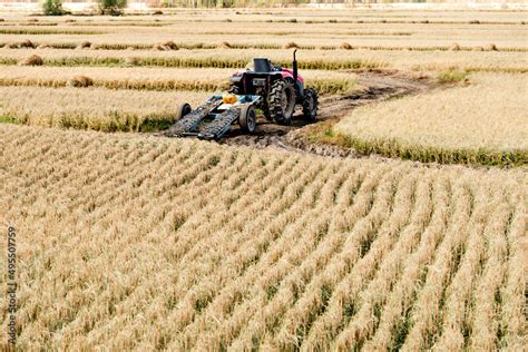 Harvester machine working in harvest rice field Stock Photo | Adobe Stock