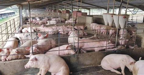 A Complete Guide to setup a Profitable Piggery Business