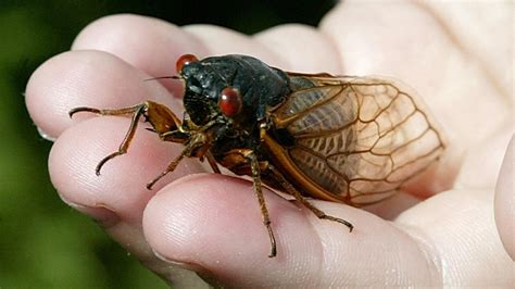 They're Back: Millions Of Cicadas Expected To Emerge This Year : NPR