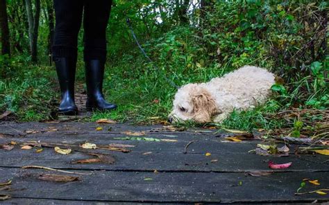 Best Dog Walking Boots - Patterdale Terriers