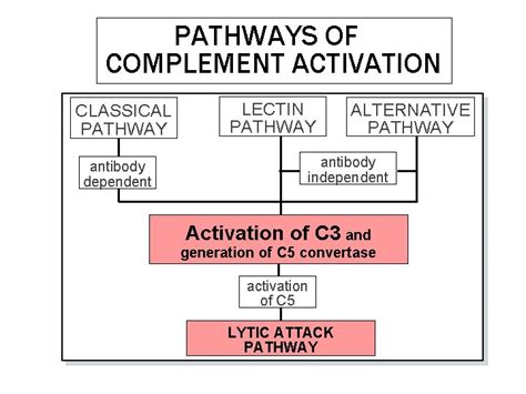 PATHWAYS OF COMPLEMENT ACTIVATION CLASSICAL PATHWAY antibody dependent