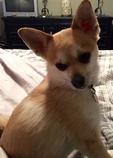 This is Max he is a Chihuahua, Shiba Inu mix and belongs to our ...