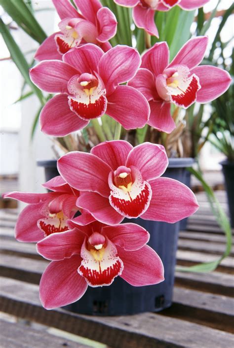 Growing Orchids Fact Sheet - Burke's Backyard