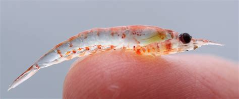 Why krill is the most important Antarctic animal you'll never see ...