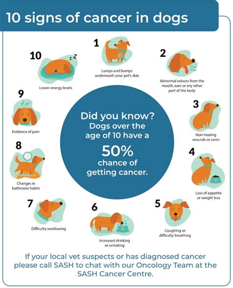 5 Common Types Of Cancer In Dogs And What To Look For - vrogue.co