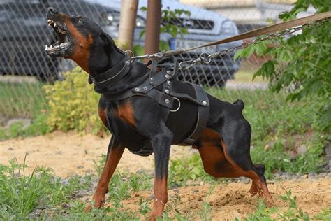 Doberman Pinscher Family Royalty-Free Images, Stock Photos & Pictures ...